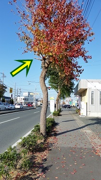 紅葉