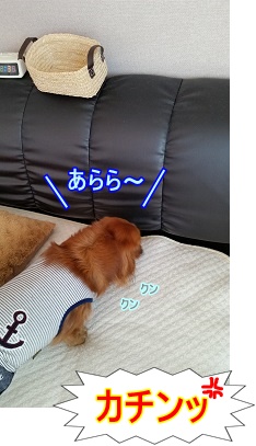 あらら~