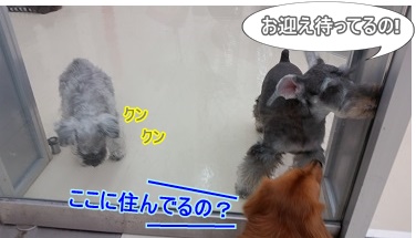 シュナウザー