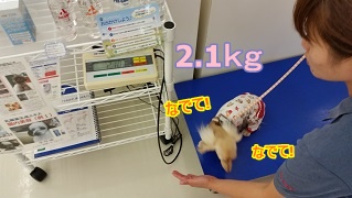 ちゃんこ測定