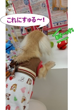 決定~