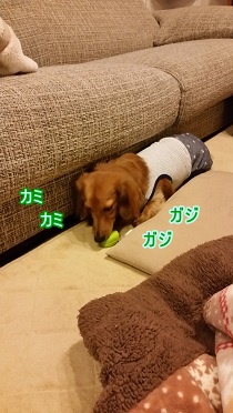 おまめちゃんカミカミ