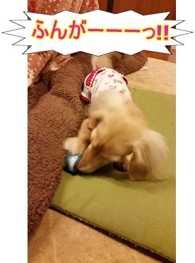 ふんがー!!