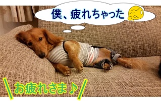 おつかれ犬太郎