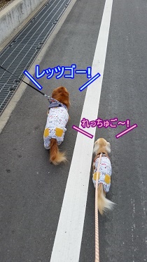 お散歩