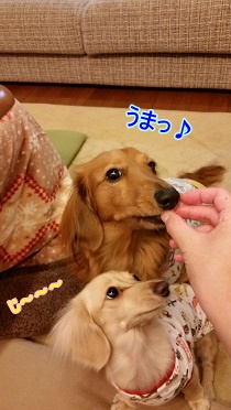 犬太郎の番