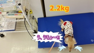 ちゃんこ体重測定