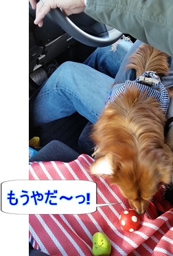 犬太郎脱走