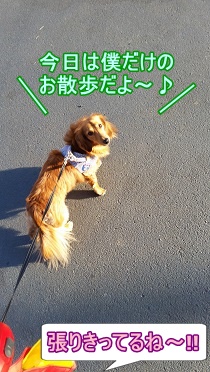 犬太郎のお散歩