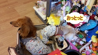 おっとっと