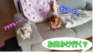 お出かけ行く?