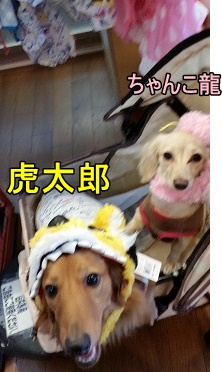 虎太郎・ちゃんこ龍