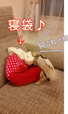 寝袋