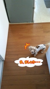 お風呂に入りたくない子
