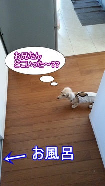 ちゃんこ