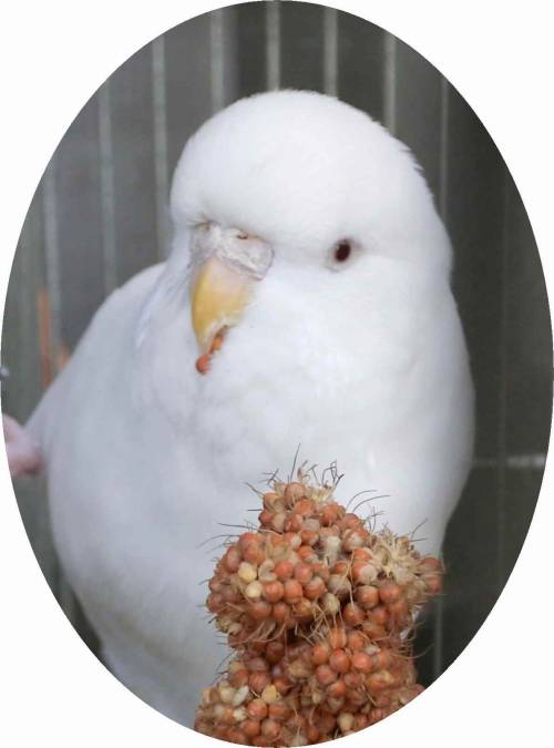 ゆきご挨拶