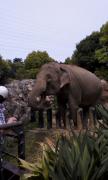 到津のゾウ