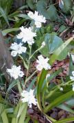 到津の森の花01