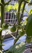 ミニトマト20120607