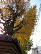 イチョウ2012