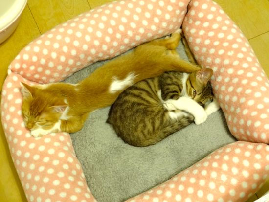 DSC00224.jpg