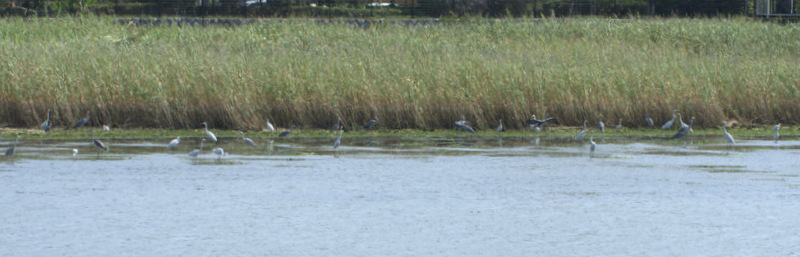 DSC_0452.jpg