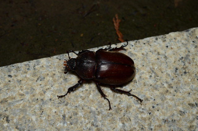 DSC_0881.jpg