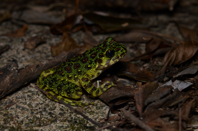 イシカワガエル