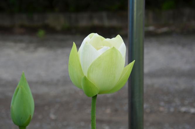 DSC_0001_20120719205759.jpg