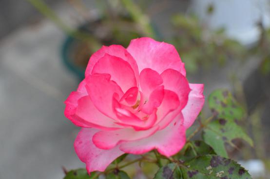 DSC_0004_20121105191907.jpg