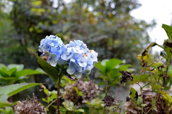DSC_0012_20121105191905.jpg