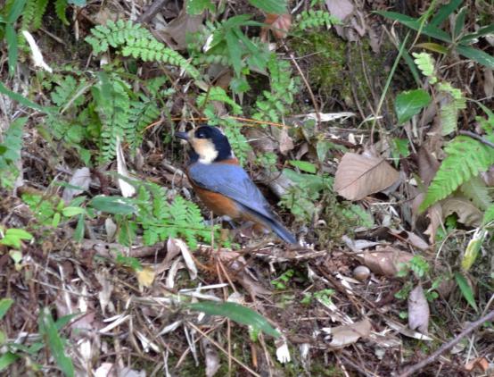 DSC_0052_20121105192043.jpg