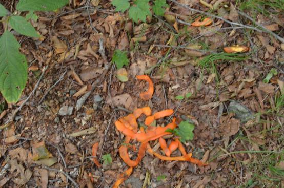 DSC_0081_20121014235927.jpg