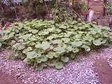 DSCN1258.jpg