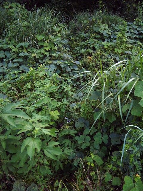 DSCN1755.jpg