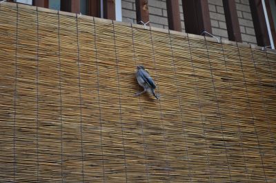 DSC_0063_367.jpg