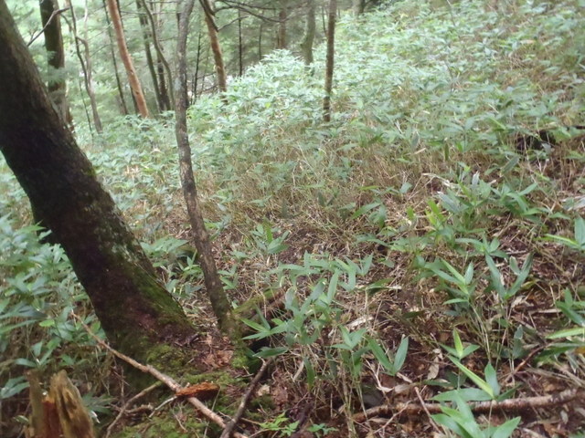 清里~出合小屋~天狗尾根~赤岳~美濃戸H24.8.12 045