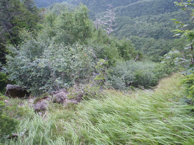 清里~出合小屋~天狗尾根~赤岳~美濃戸H24.8.12 061