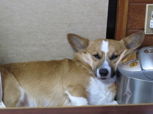 コギ
