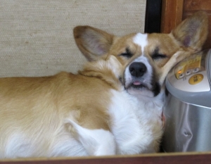 コギ