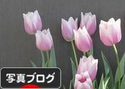 ブログ村チューリップバナー