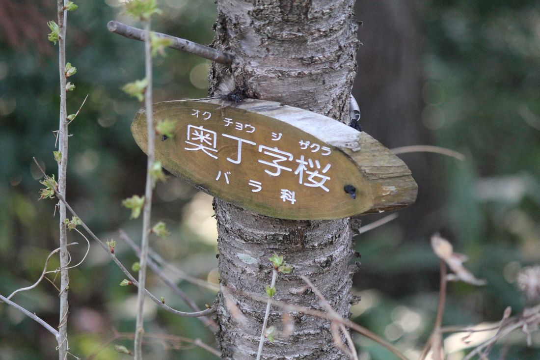 ●S2013年4月4日園山_438