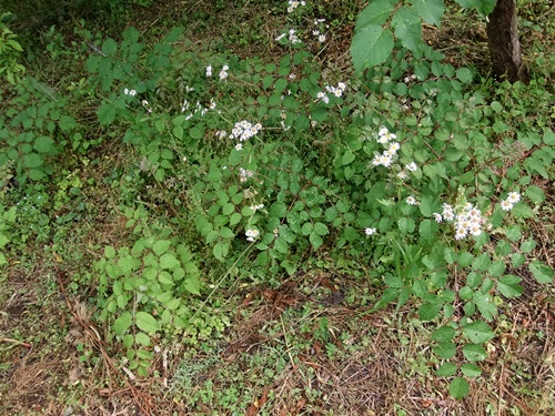 2013.5.12 実が付いた果樹達(伊藤農園) 018