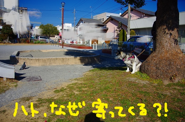 IMGP9652.jpg