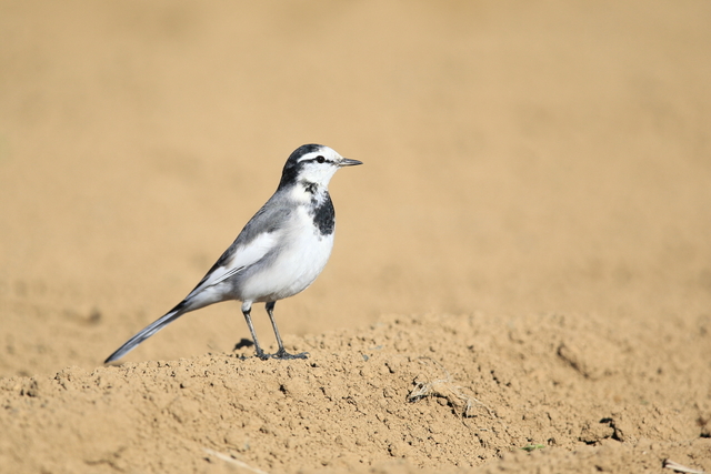 旅と鳥友 白い鳥たち