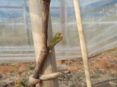 ブドウ苗 発芽