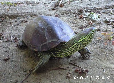 CA392001-suke.jpg