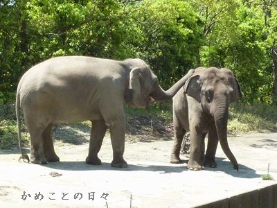 P1520166-zoo1.jpg