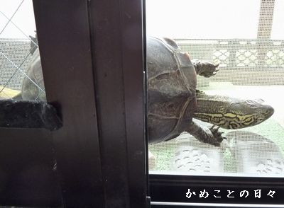 P1520667-suke.jpg