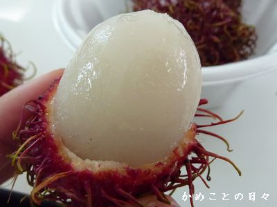P1530029-ran.jpg